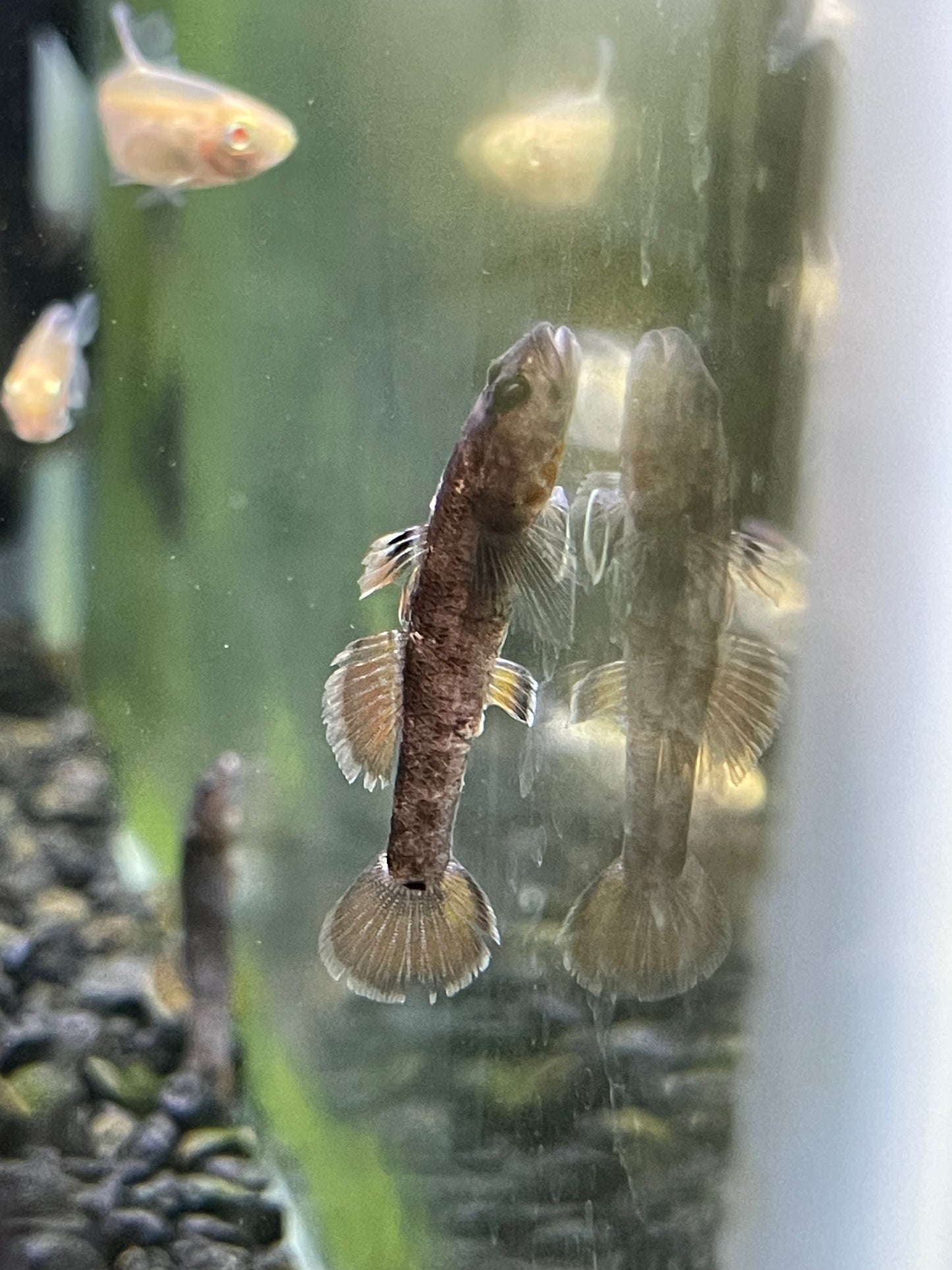 Rhinogobius zhoui Scarler Goby