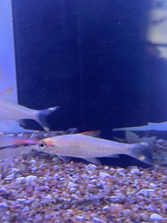 Golden / White Roseline Shark