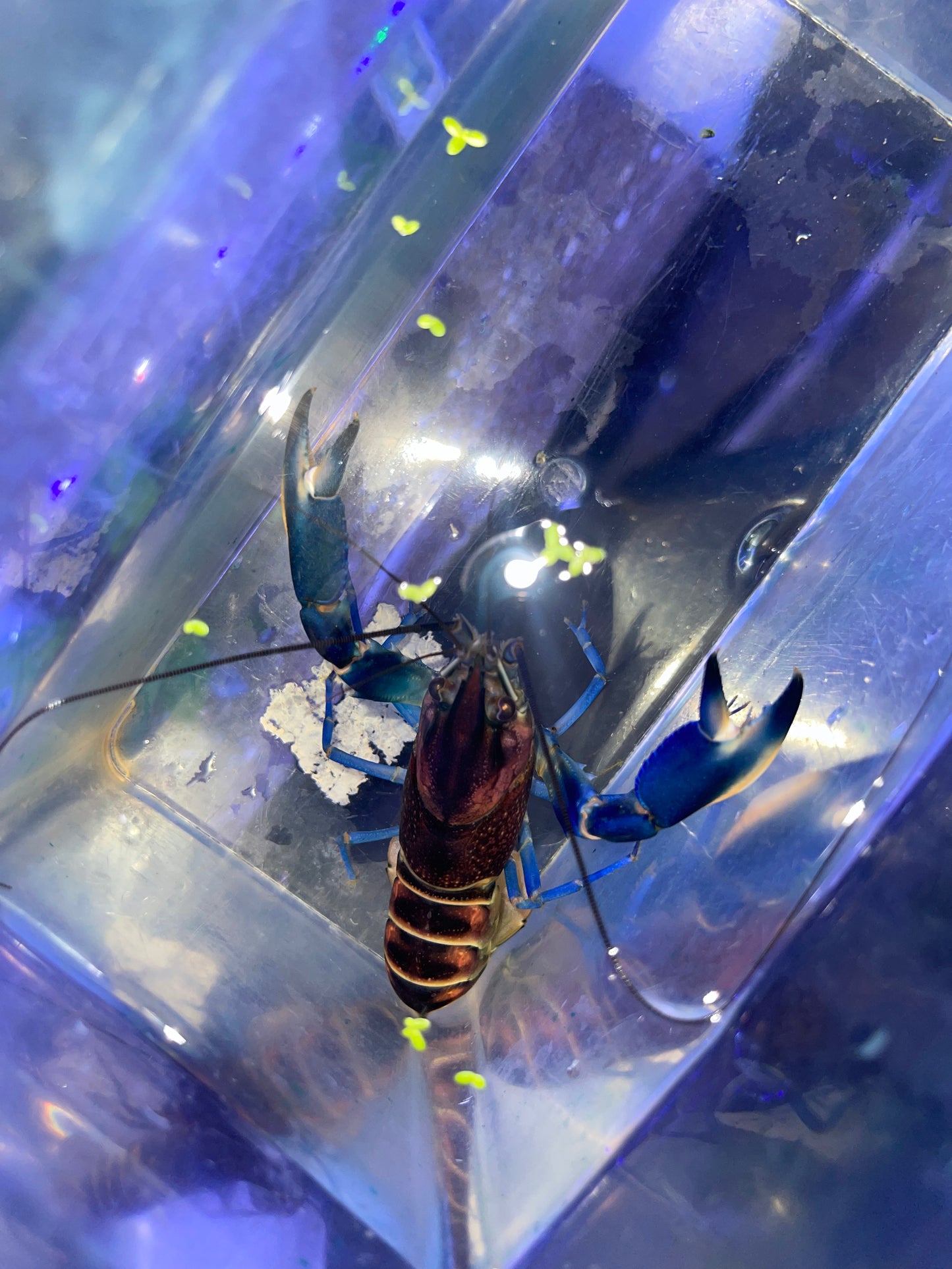 Violet Crayfish ( Charax pulcher)