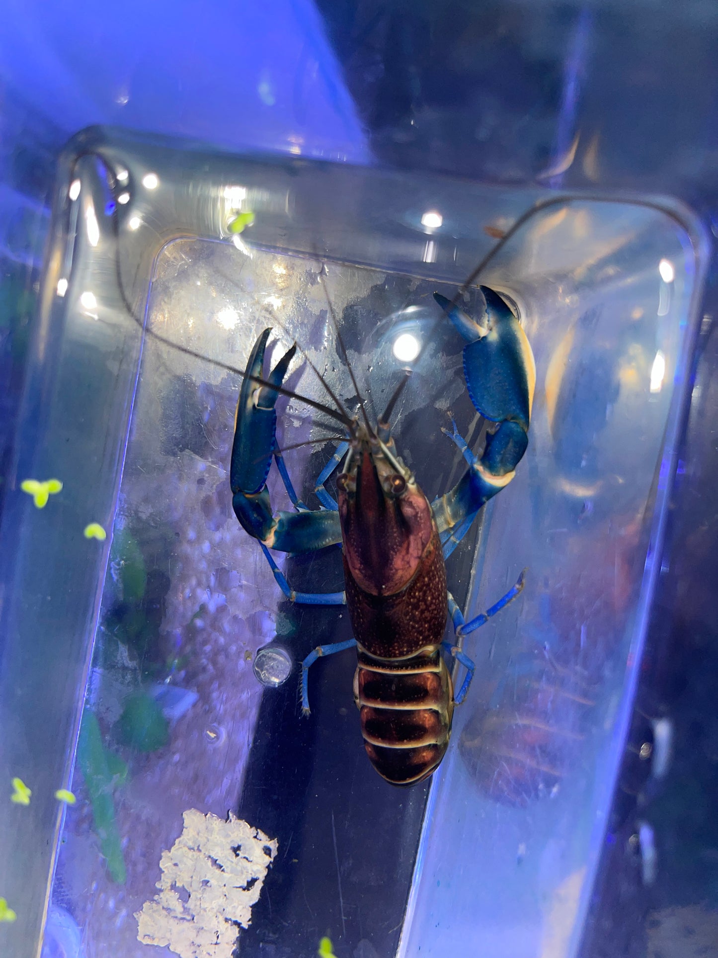 Violet Crayfish ( Charax pulcher)