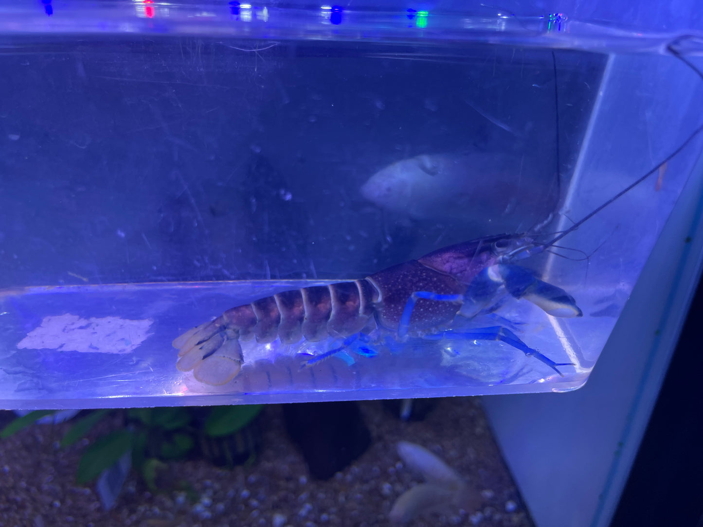 Violet Crayfish ( Charax pulcher)