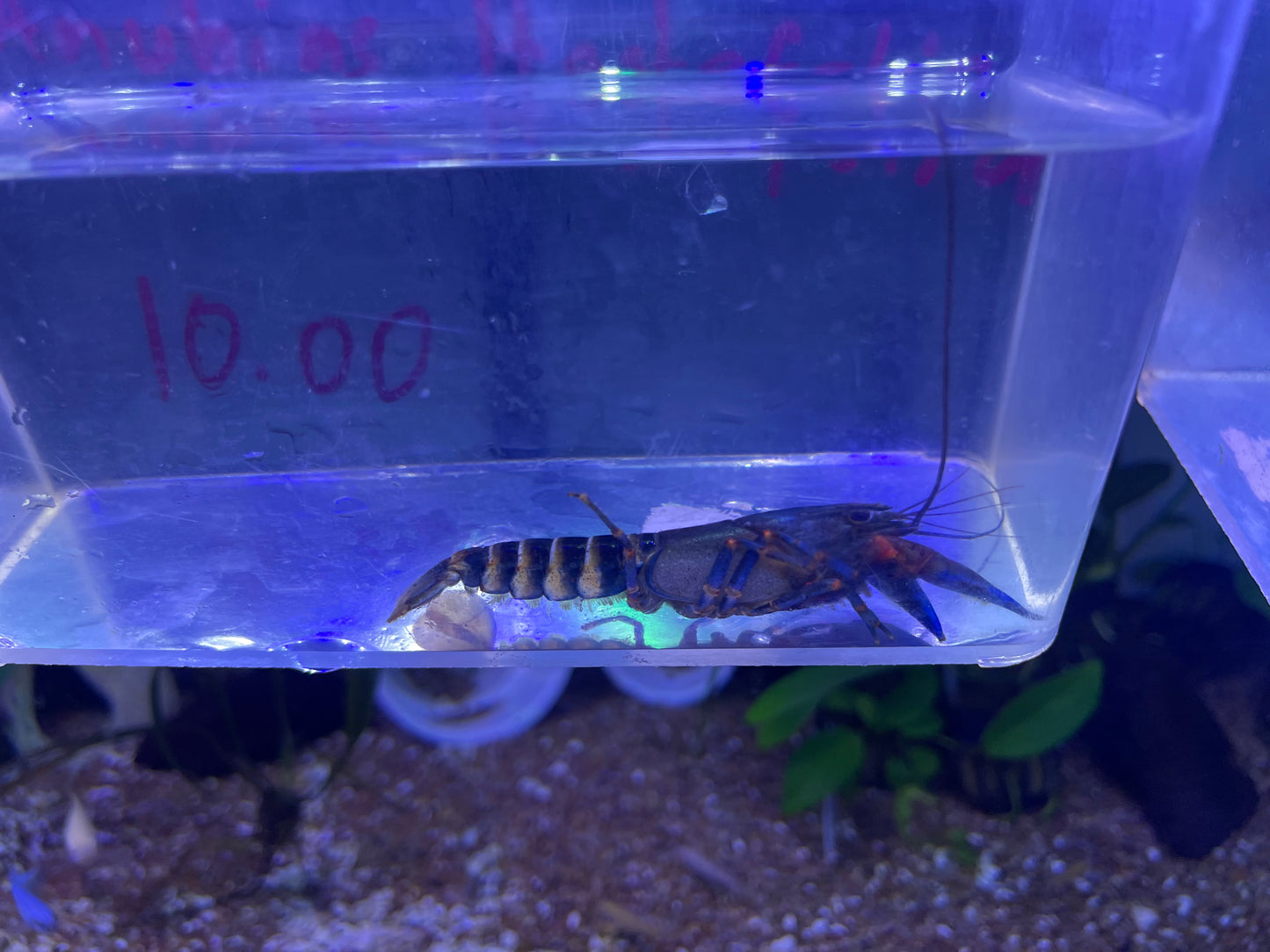 BLUE KONG ZEBRA CRAYFISH (CHERAX ALYCIAE)