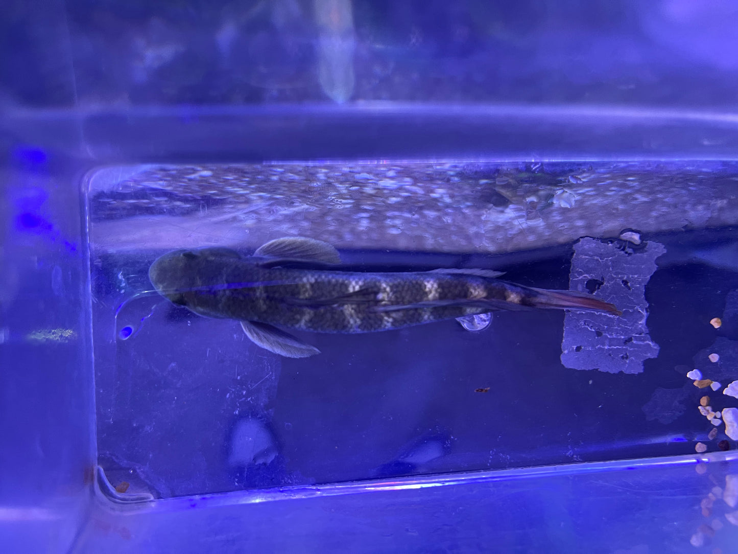 sicyopterus lagocephalus red tail goby