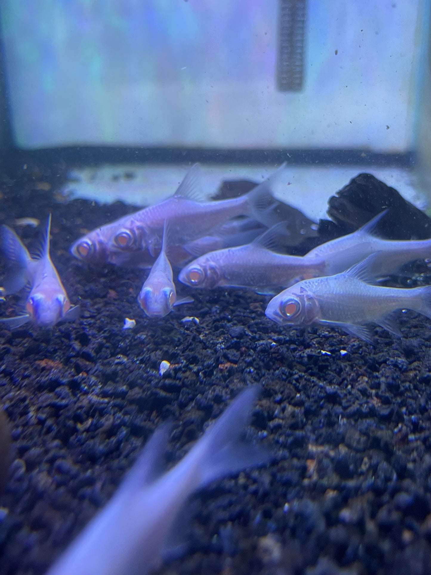 Snow White Albino Tinfoil Barb