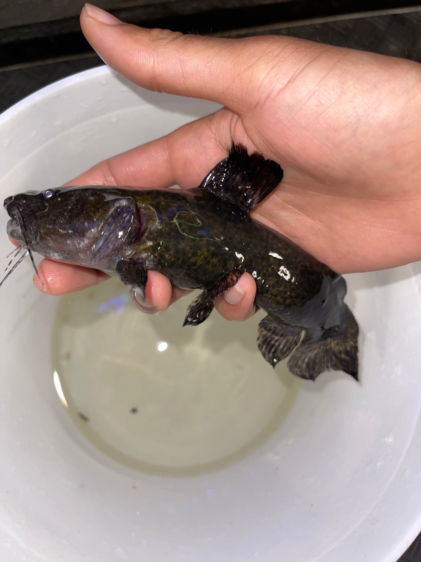 Batrochoglanis villosus Peru Giant Bumblebee cat / Jelly cat