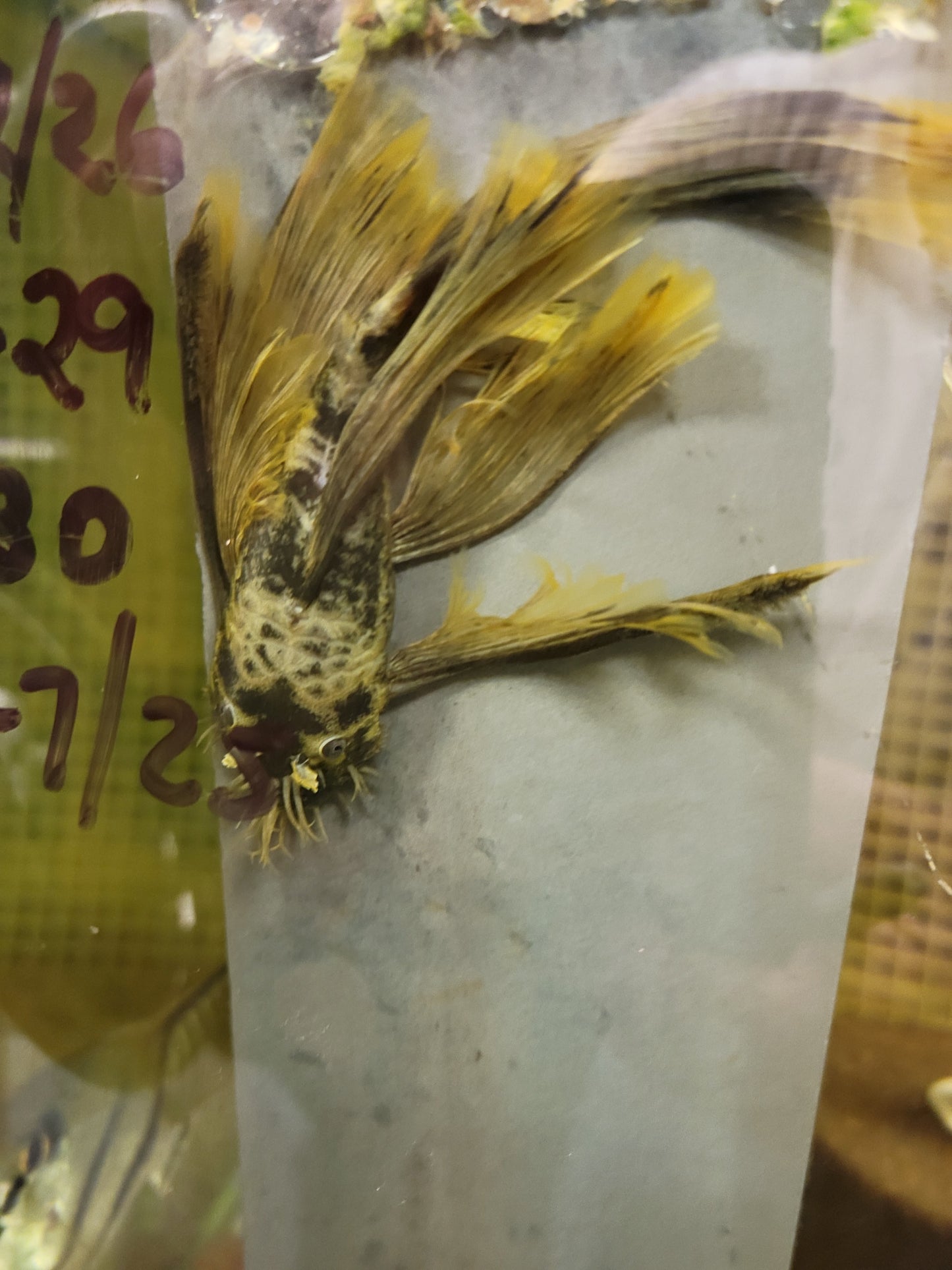 Green Dragon Long Fin Bristle Nose
