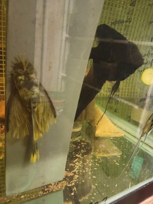 Green Dragon Long Fin Bristle Nose