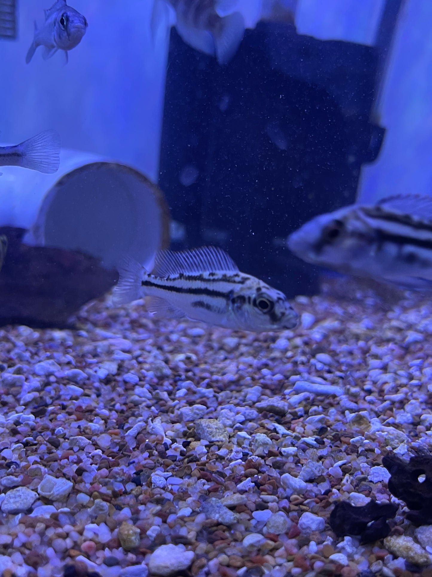 Tyrannichromis Maculiceps