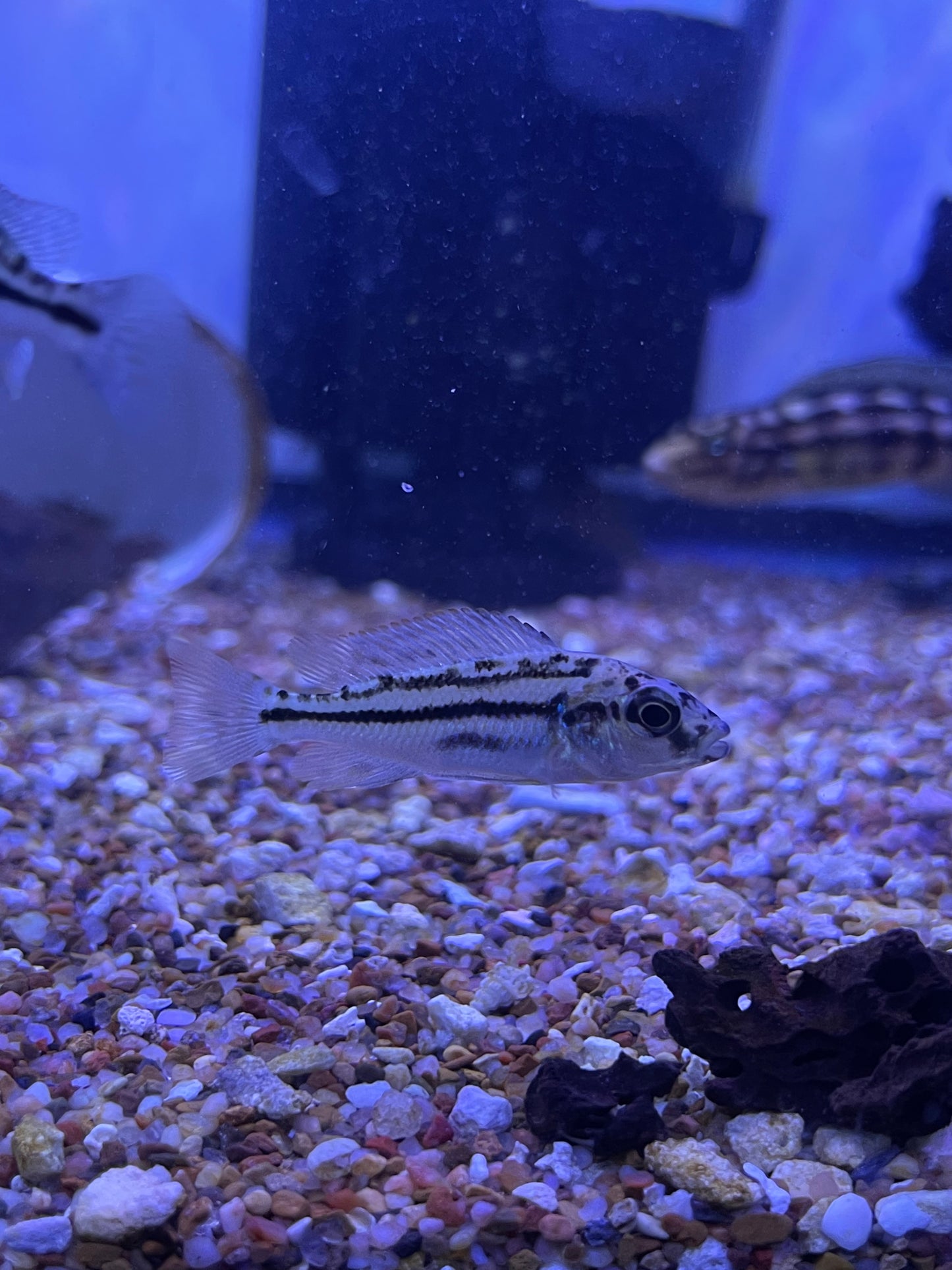 Tyrannichromis Maculiceps