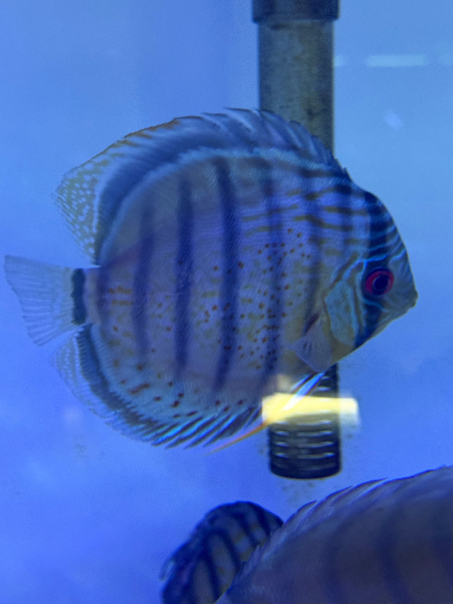 Wild Red-Spotted Red Eye Peruvian Blue Discus Symphysodon aequifasciatus