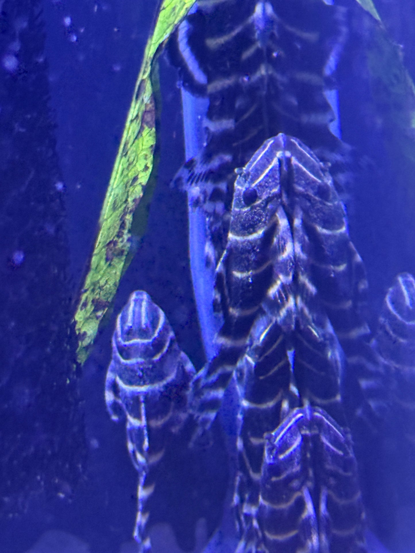 L204 Flash Zebra Pleco (Panaqolus Albivermis) Peru