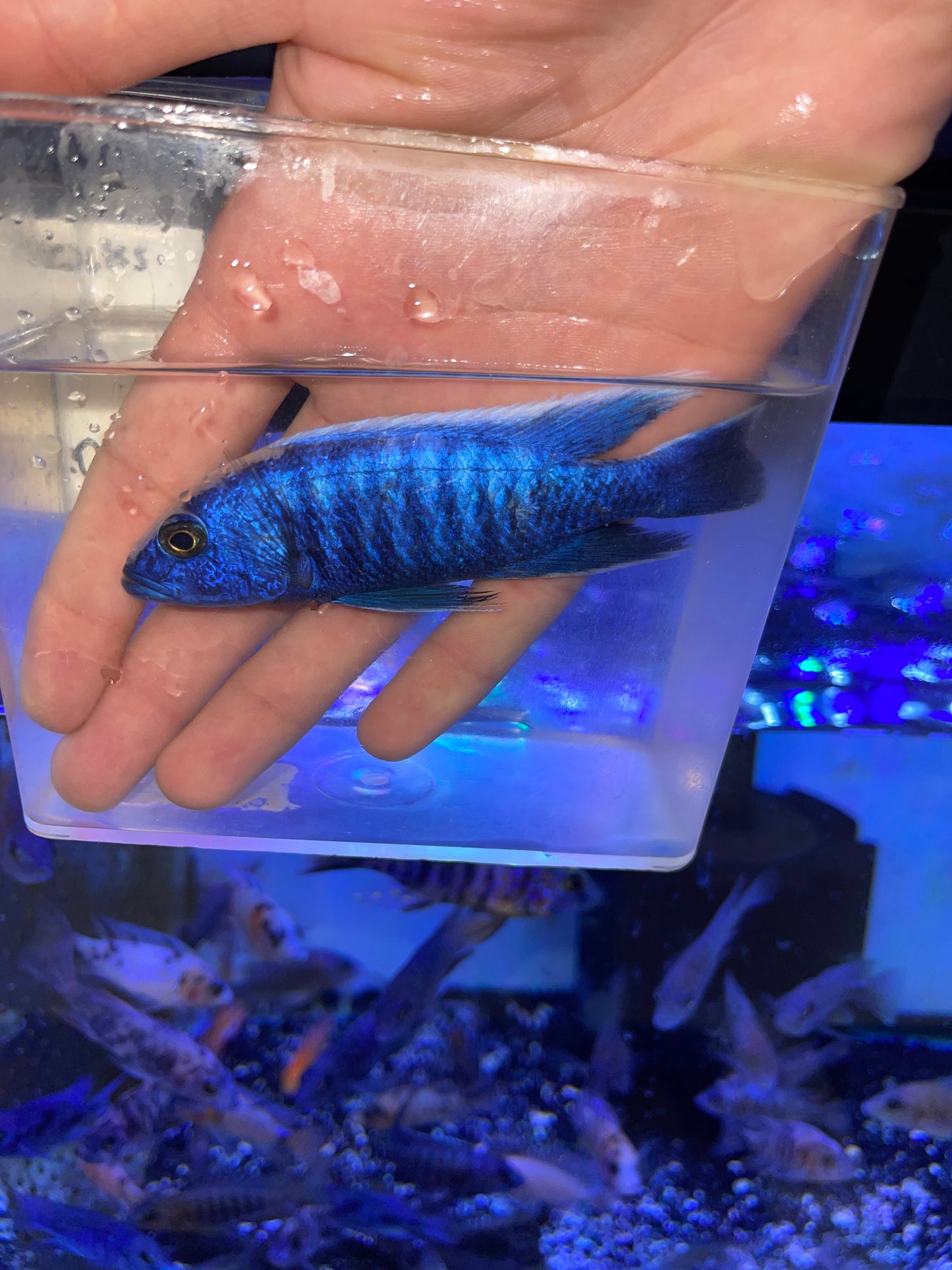 Electric blue hap Sciaenochromis fryeri