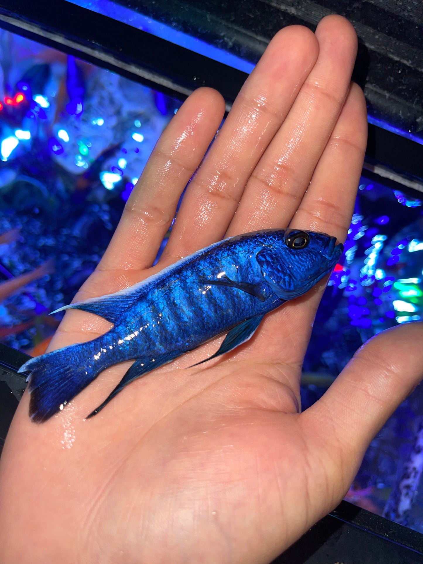 Electric blue hap Sciaenochromis fryeri