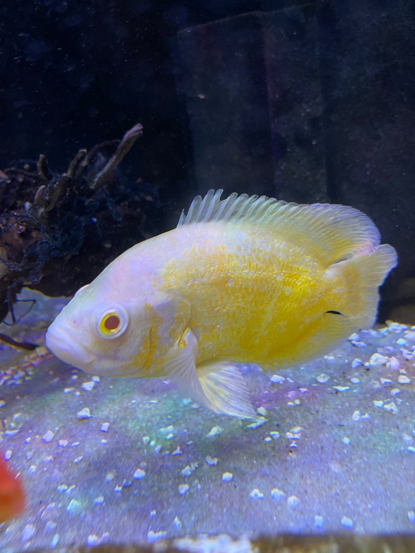 Lemon Oscar