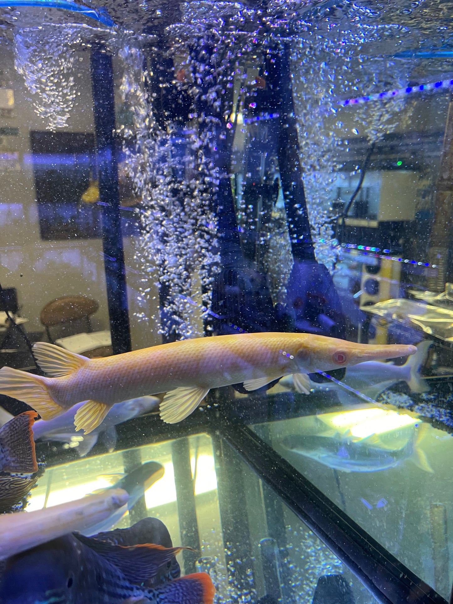 Killer Deal Best Price Nation Wide !!!!! Golden Albino alligator Gar