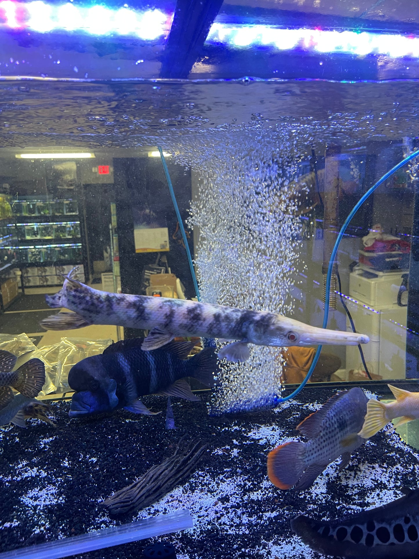 Marble Albino Alligator Gar