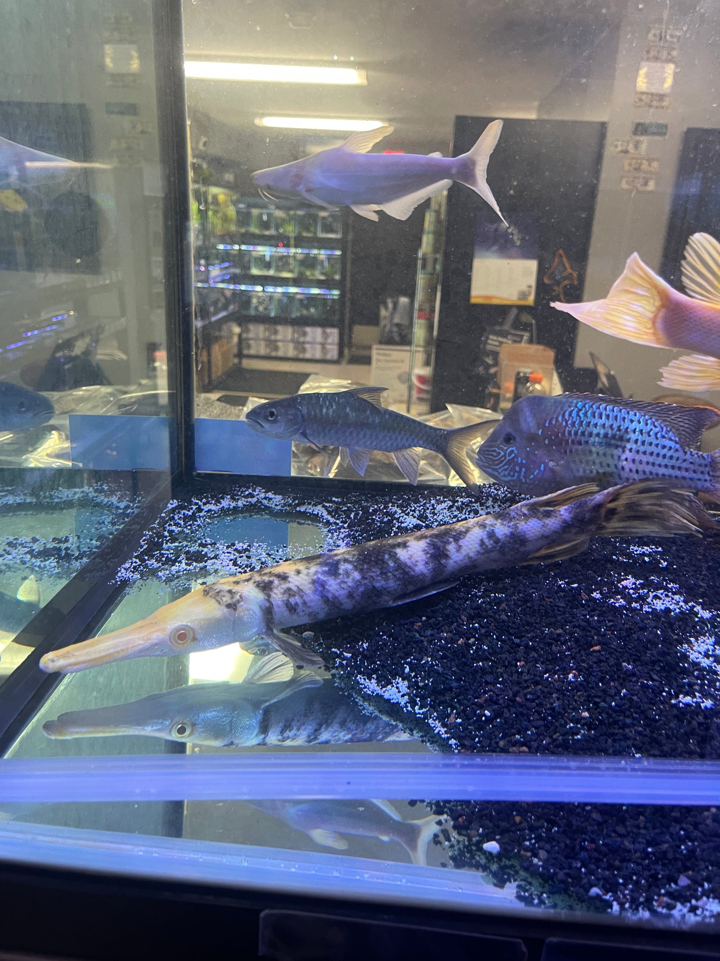 Marble Albino Alligator Gar