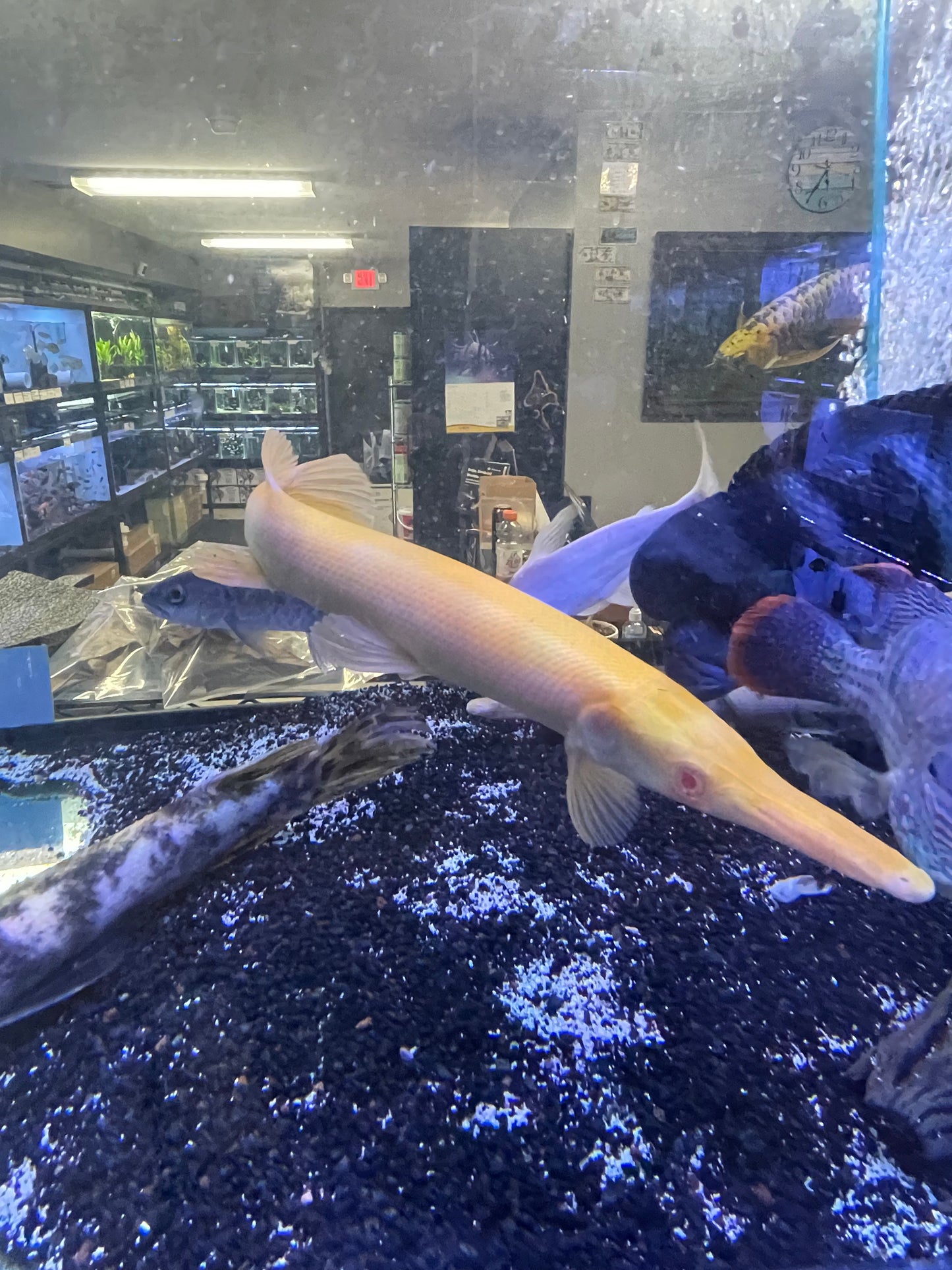 Golden Albino Aligator Gar
