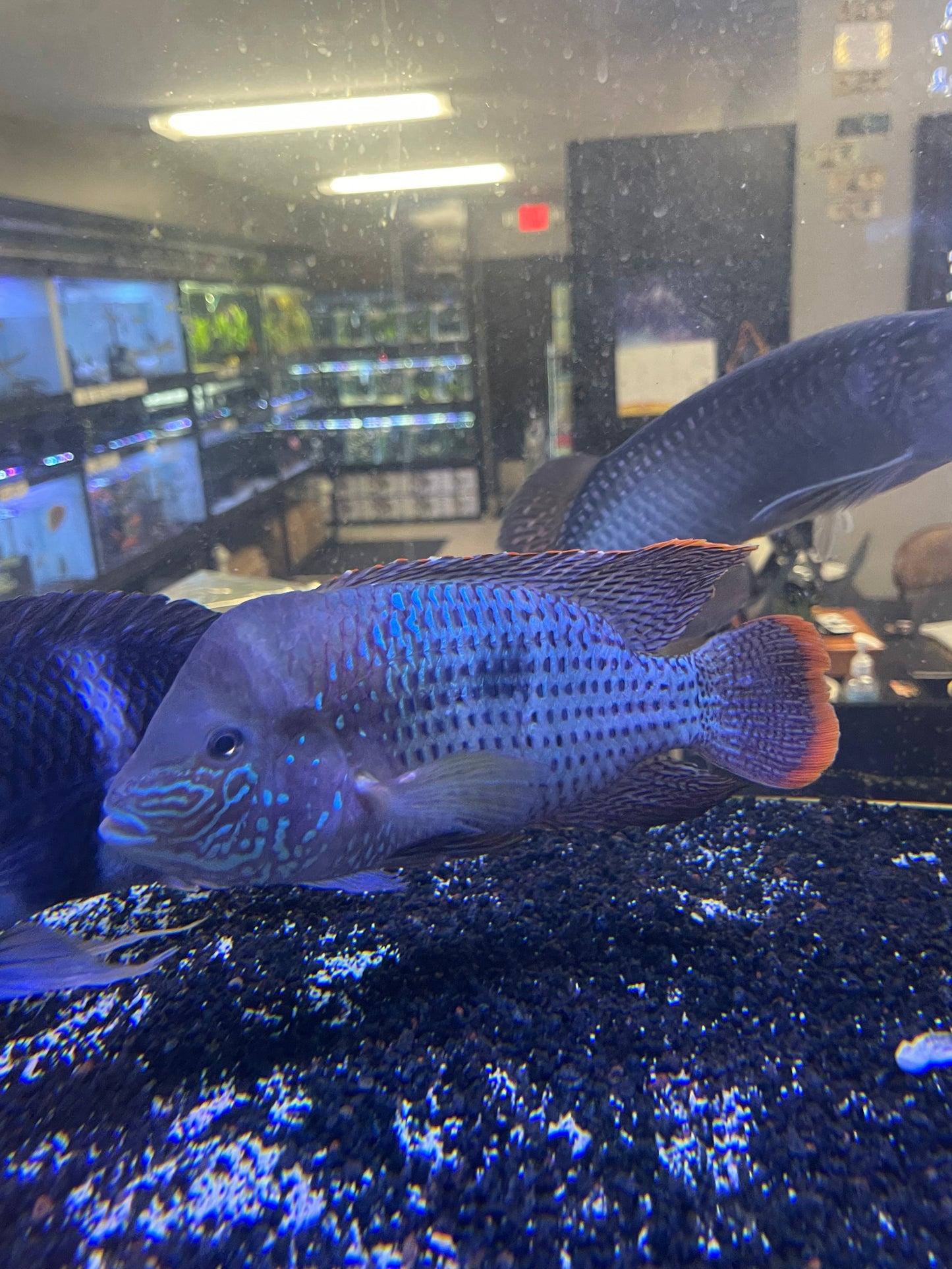 Show fish !! Green Terror (Andinoacara Rivulatus)