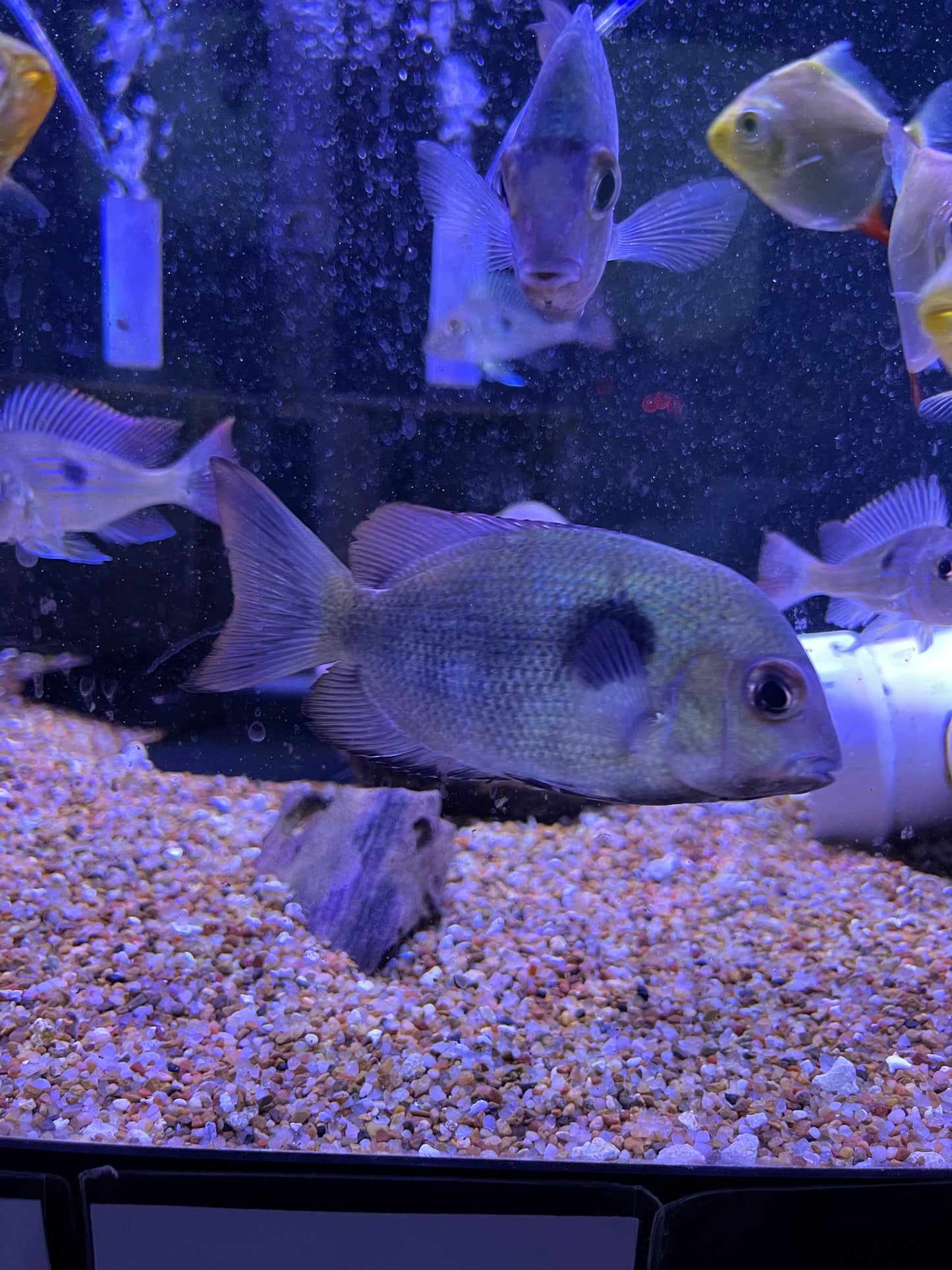 Paretroplus maculatus Spotted Damba