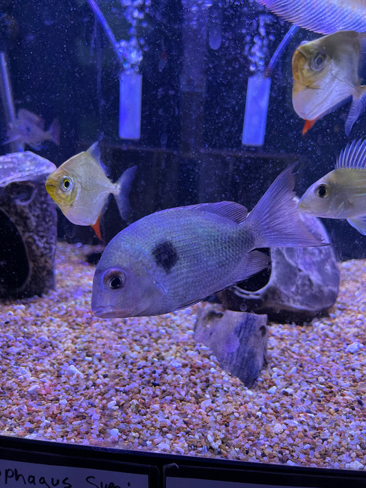 Paretroplus maculatus Spotted Damba