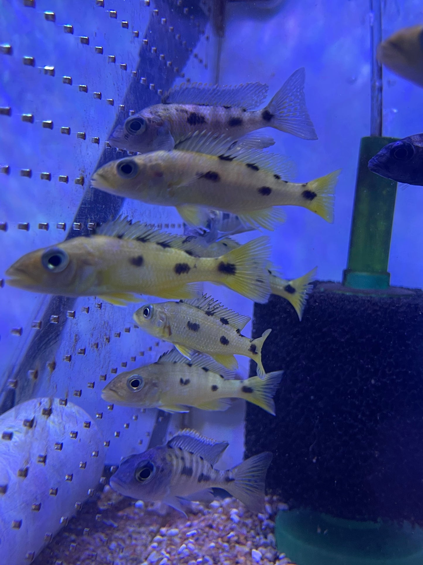 Exochromis Anagenys