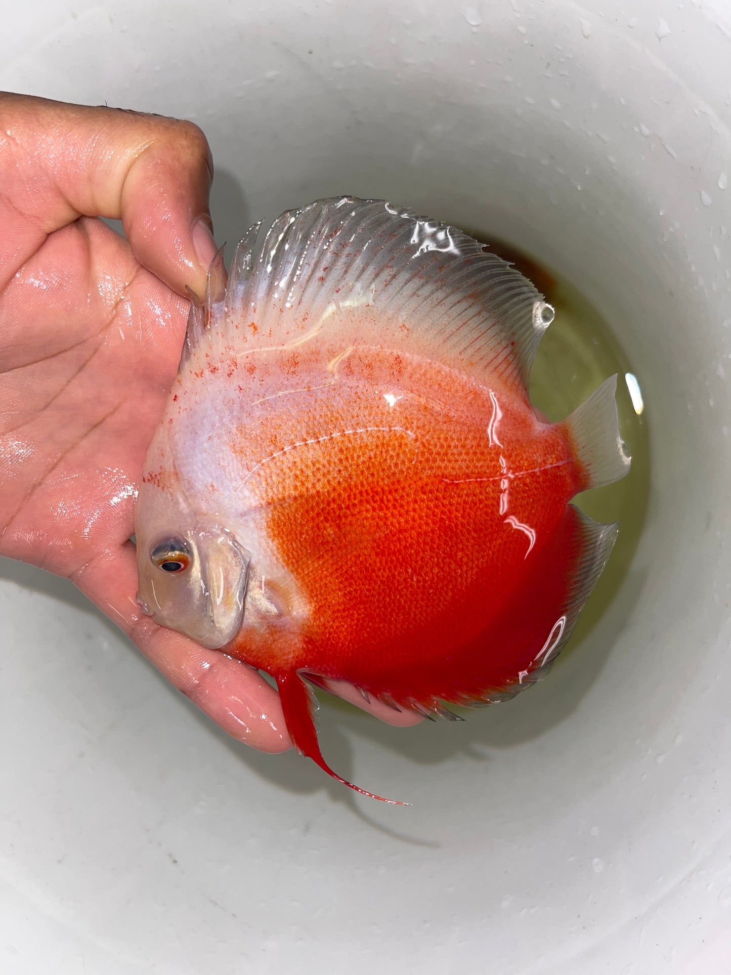 Red White Discus