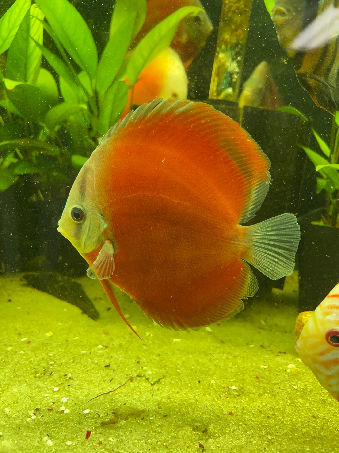 Red Cover Discus