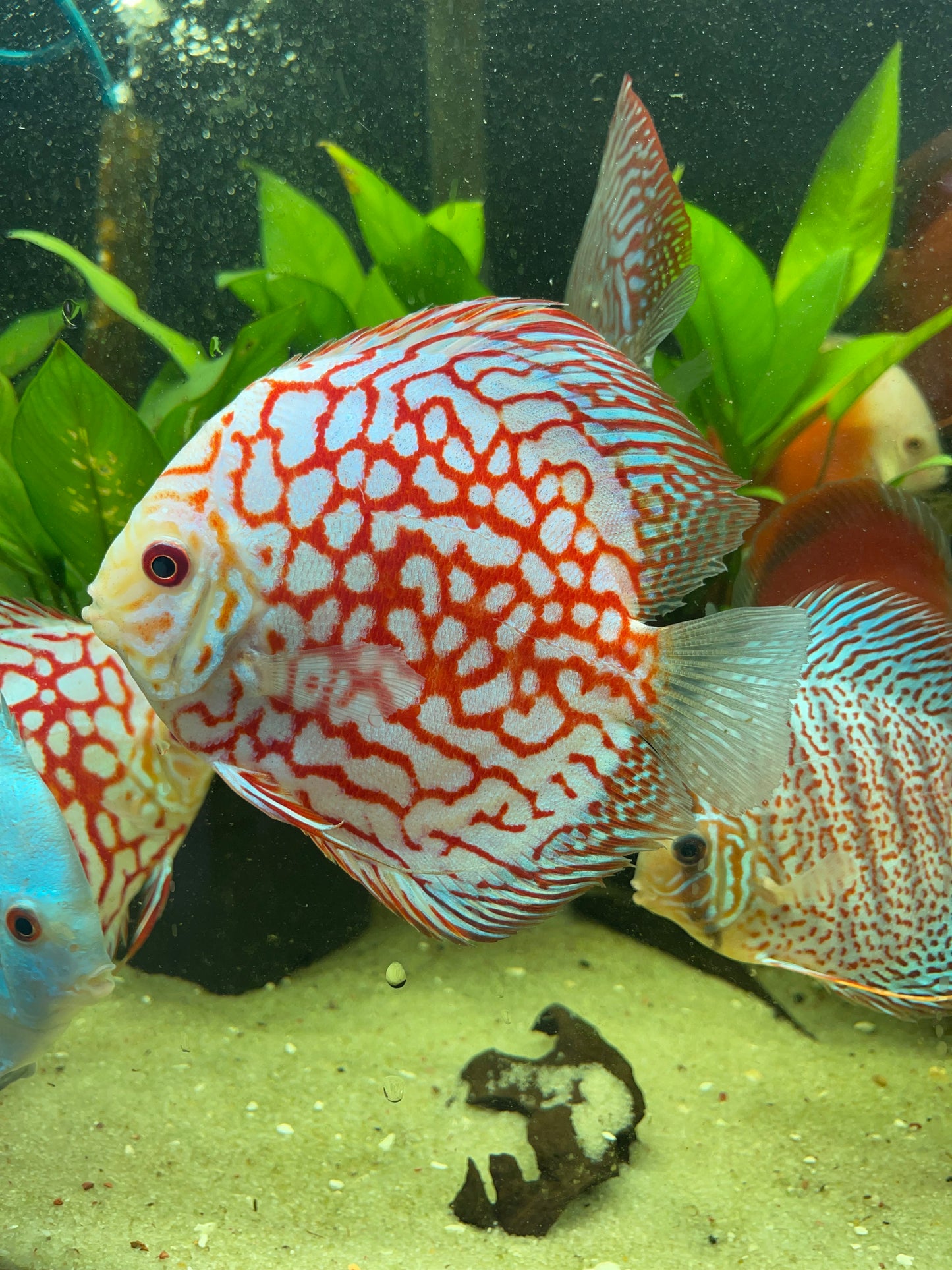 Super Pigeon Discus