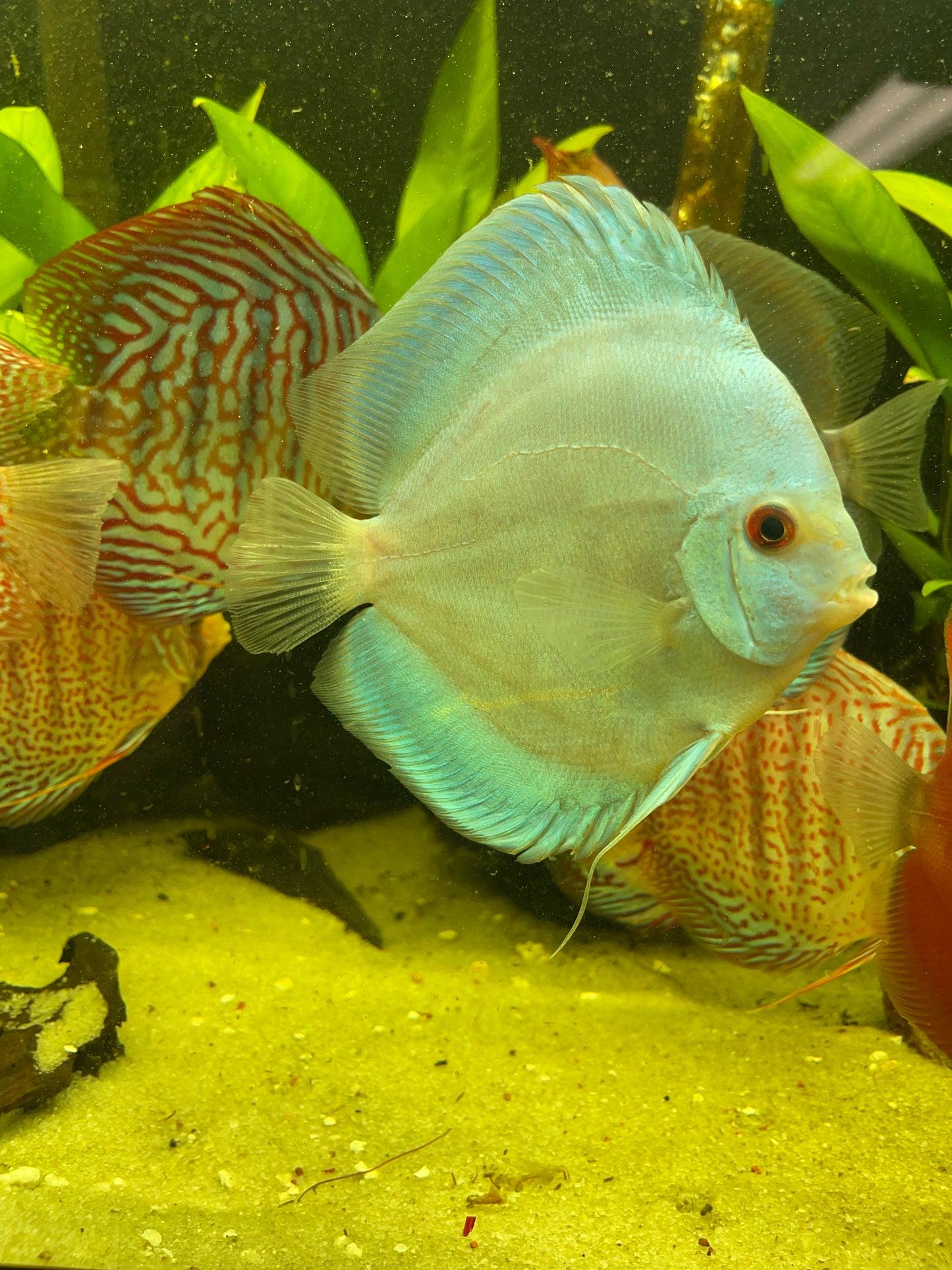 Blue Diamond Discus