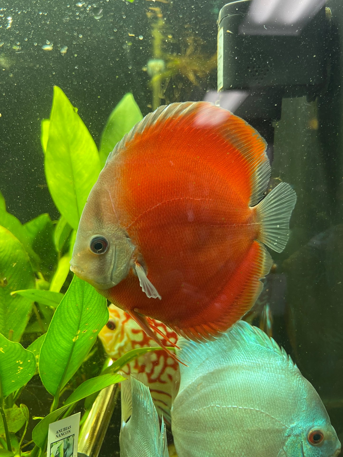 Red Cover Discus