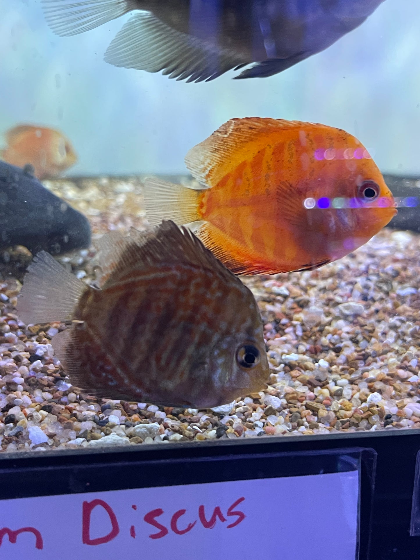 Assorted Baby Discus
