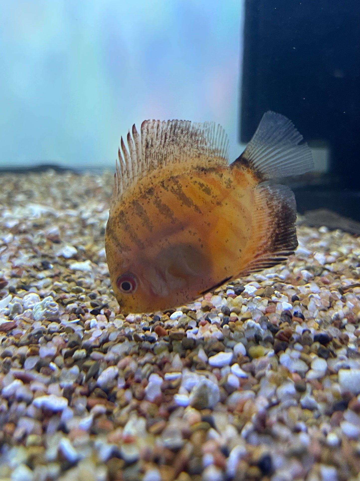 Assorted Baby Discus