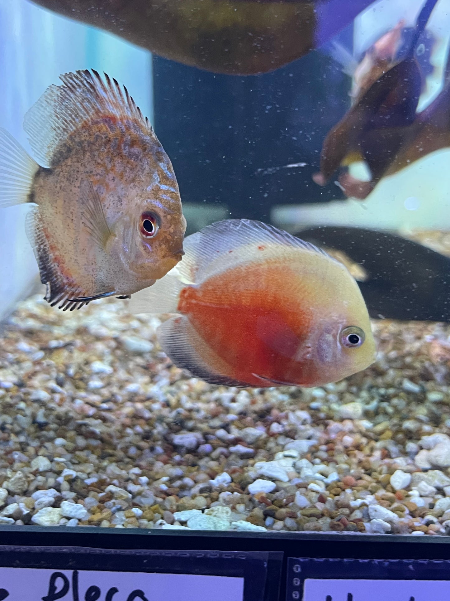 Assorted Baby Discus