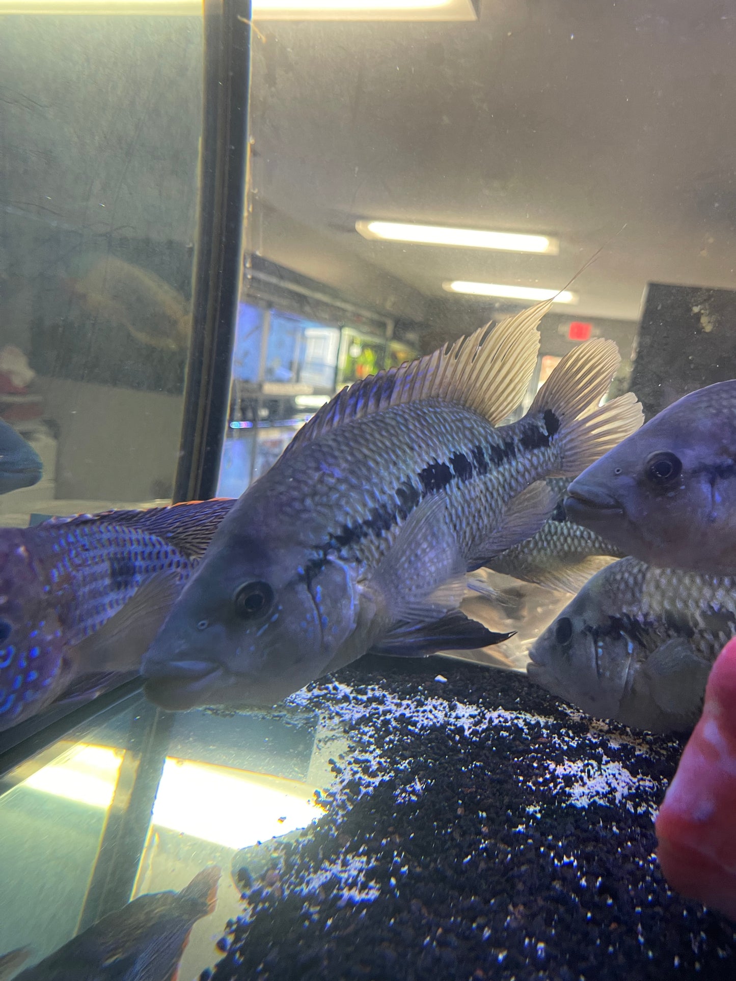 Umbee Cichlid