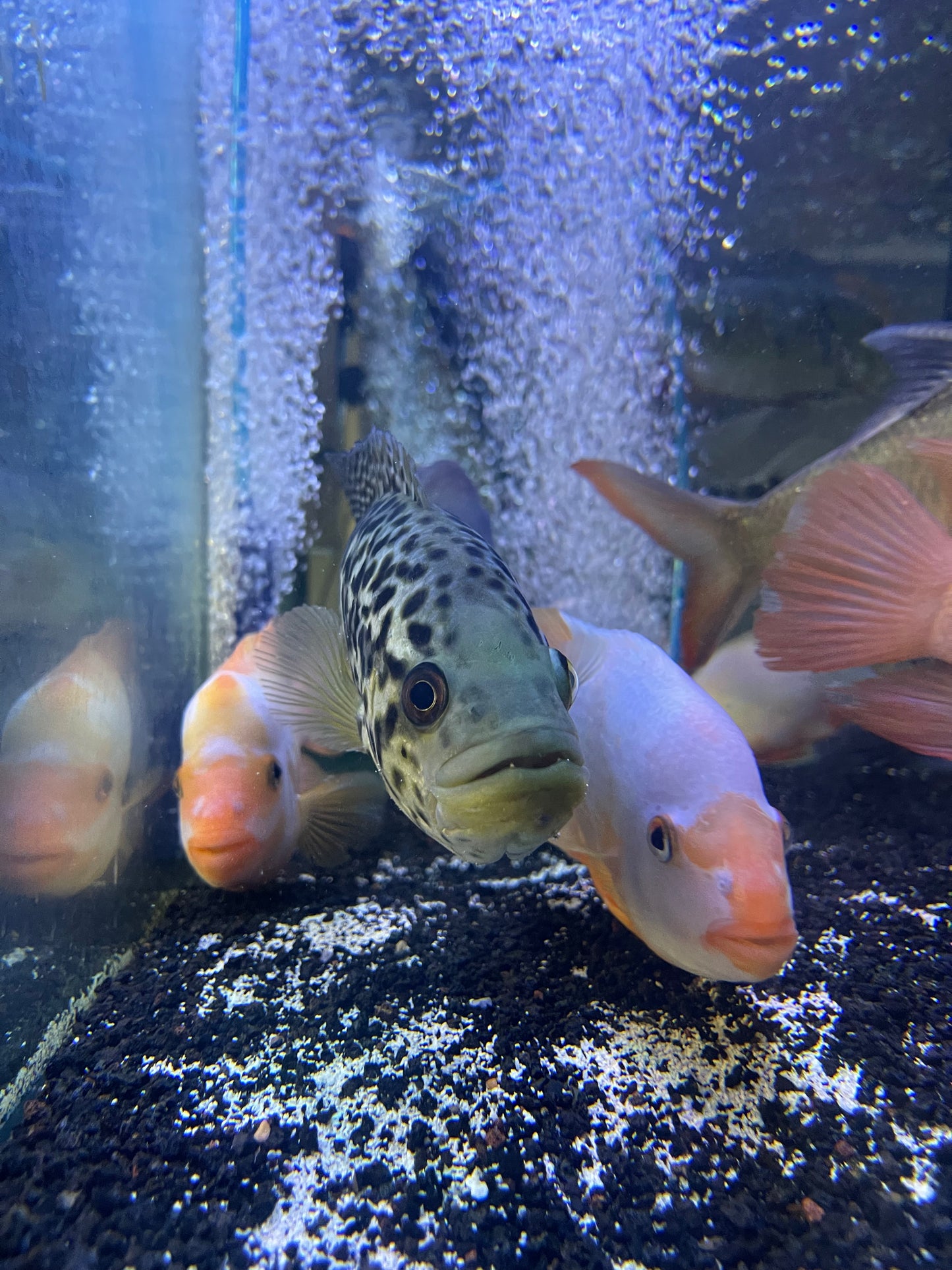Jaguar Cichlid