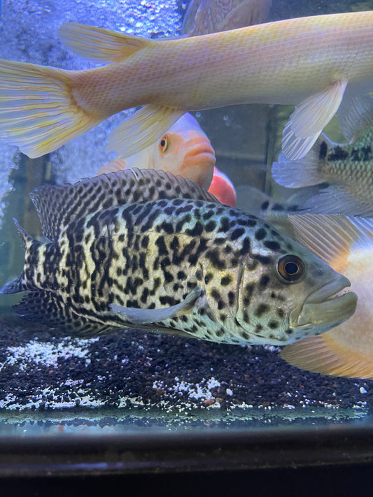 Jaguar Cichlid