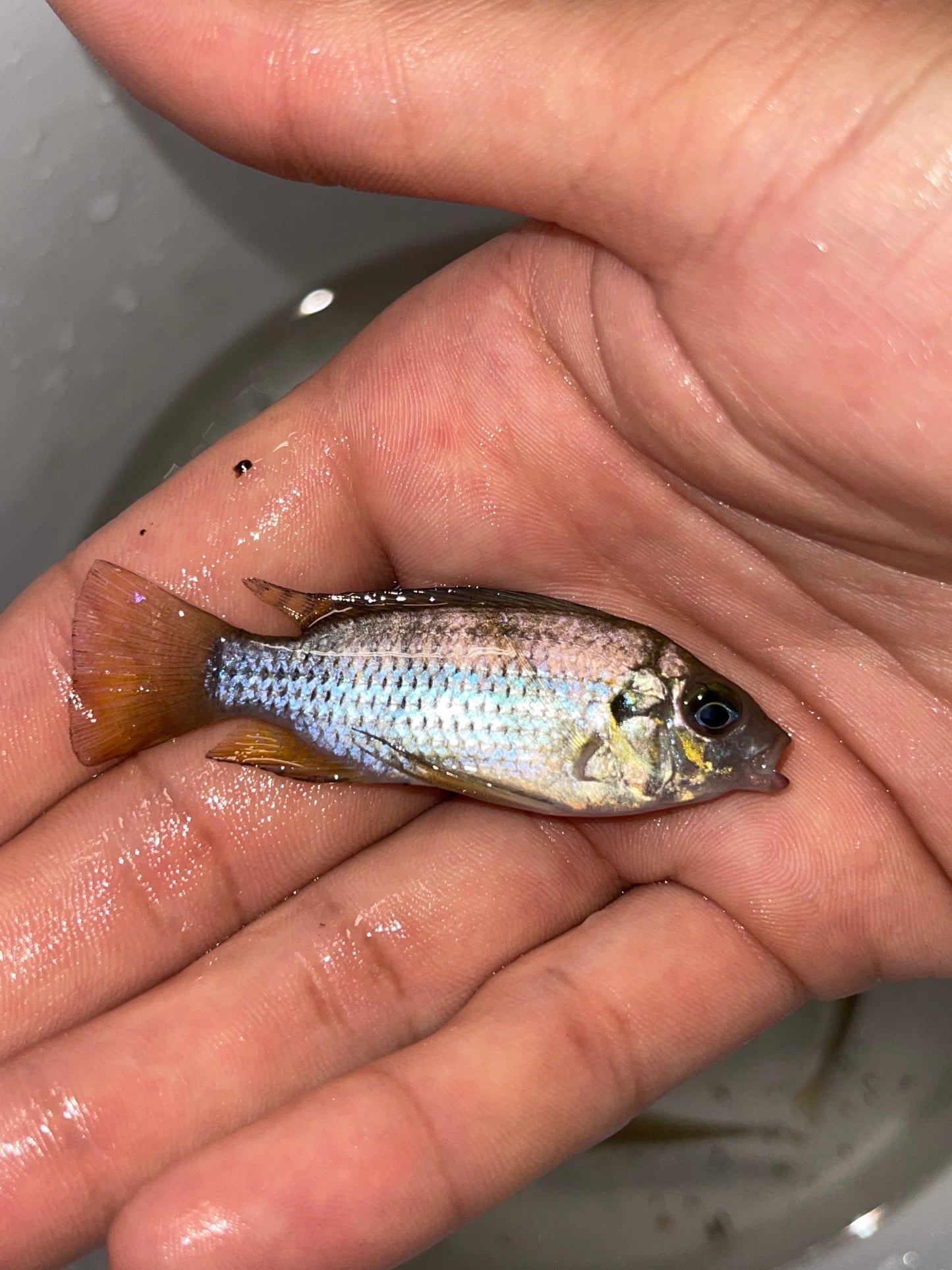 Coptodon Tholloni