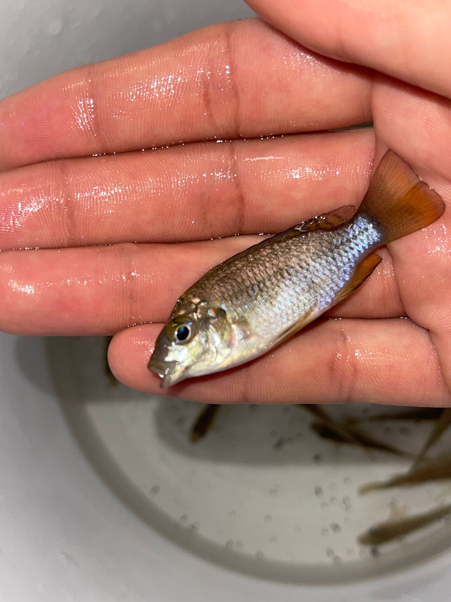 Coptodon Tholloni