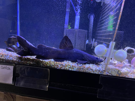Black Devil Catfish