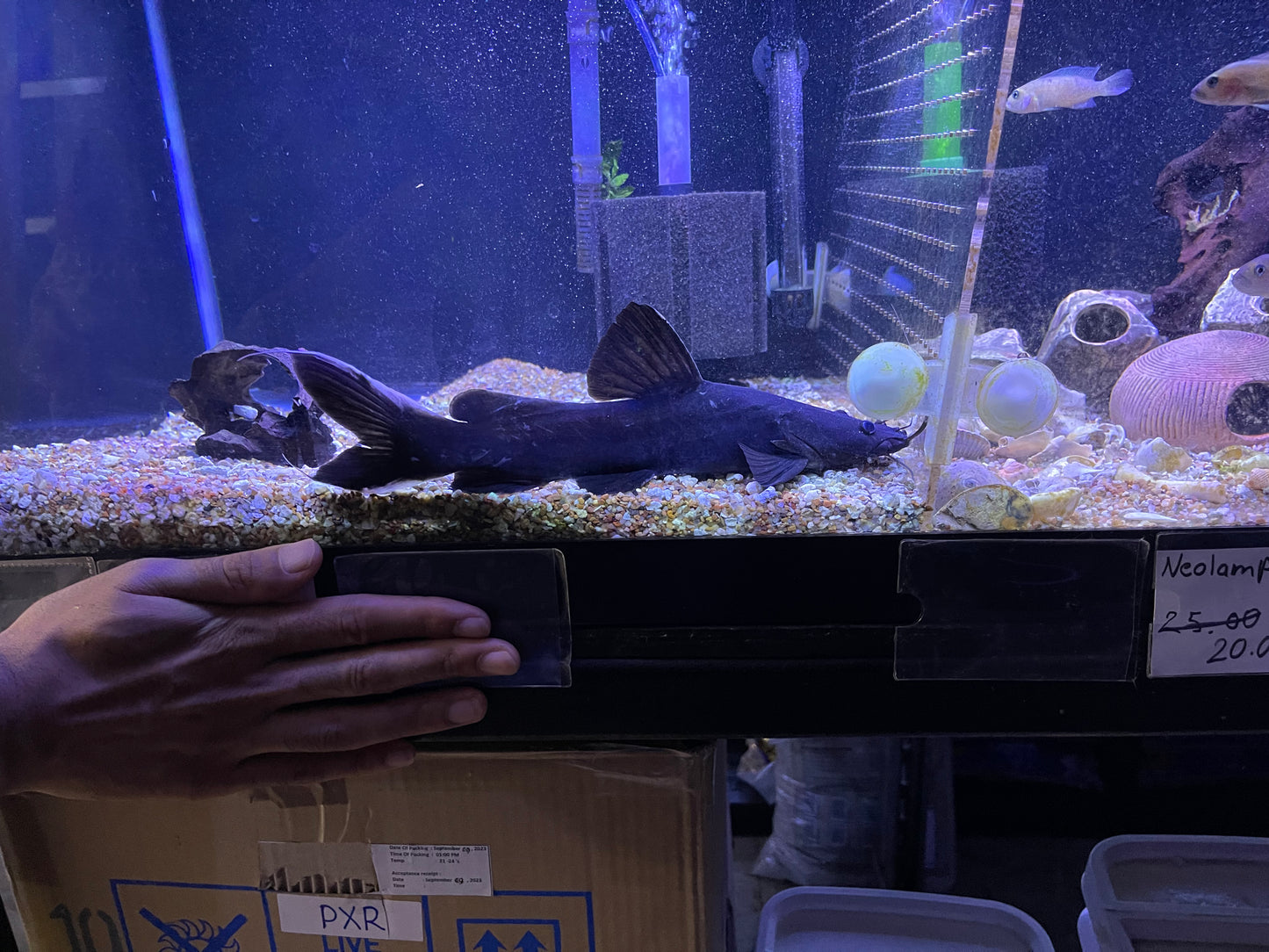 Black Devil Catfish