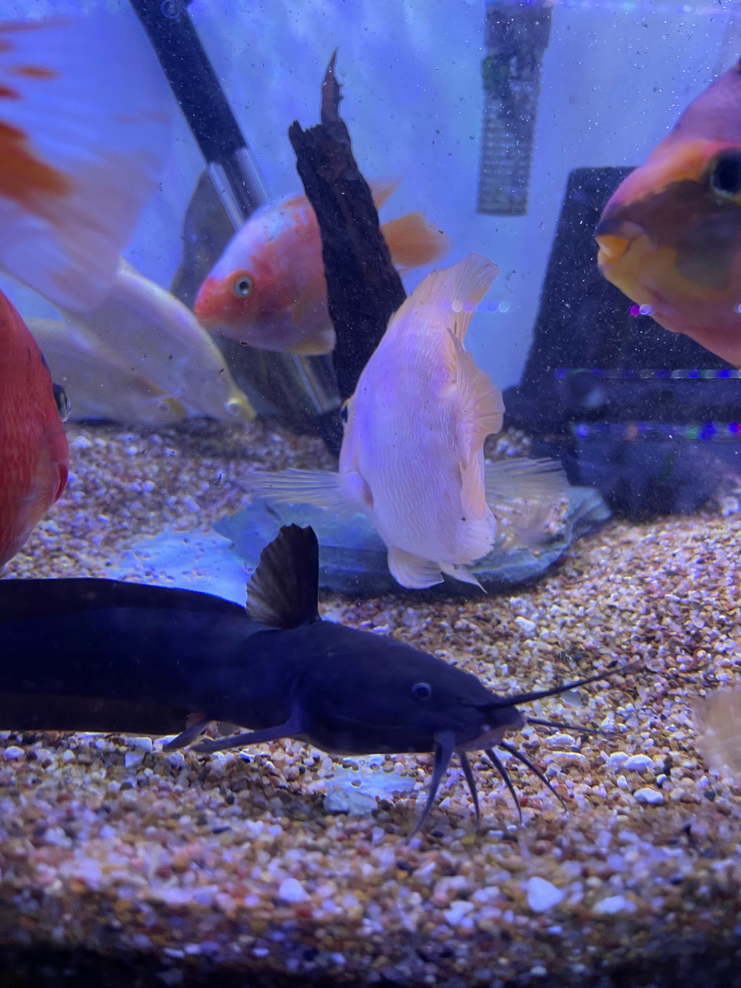 Eel tail Catfish (Plotosus Canius)