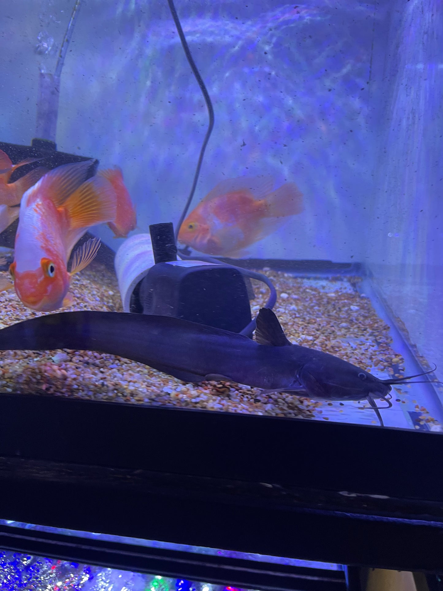 Eel tail Catfish (Plotosus Canius)