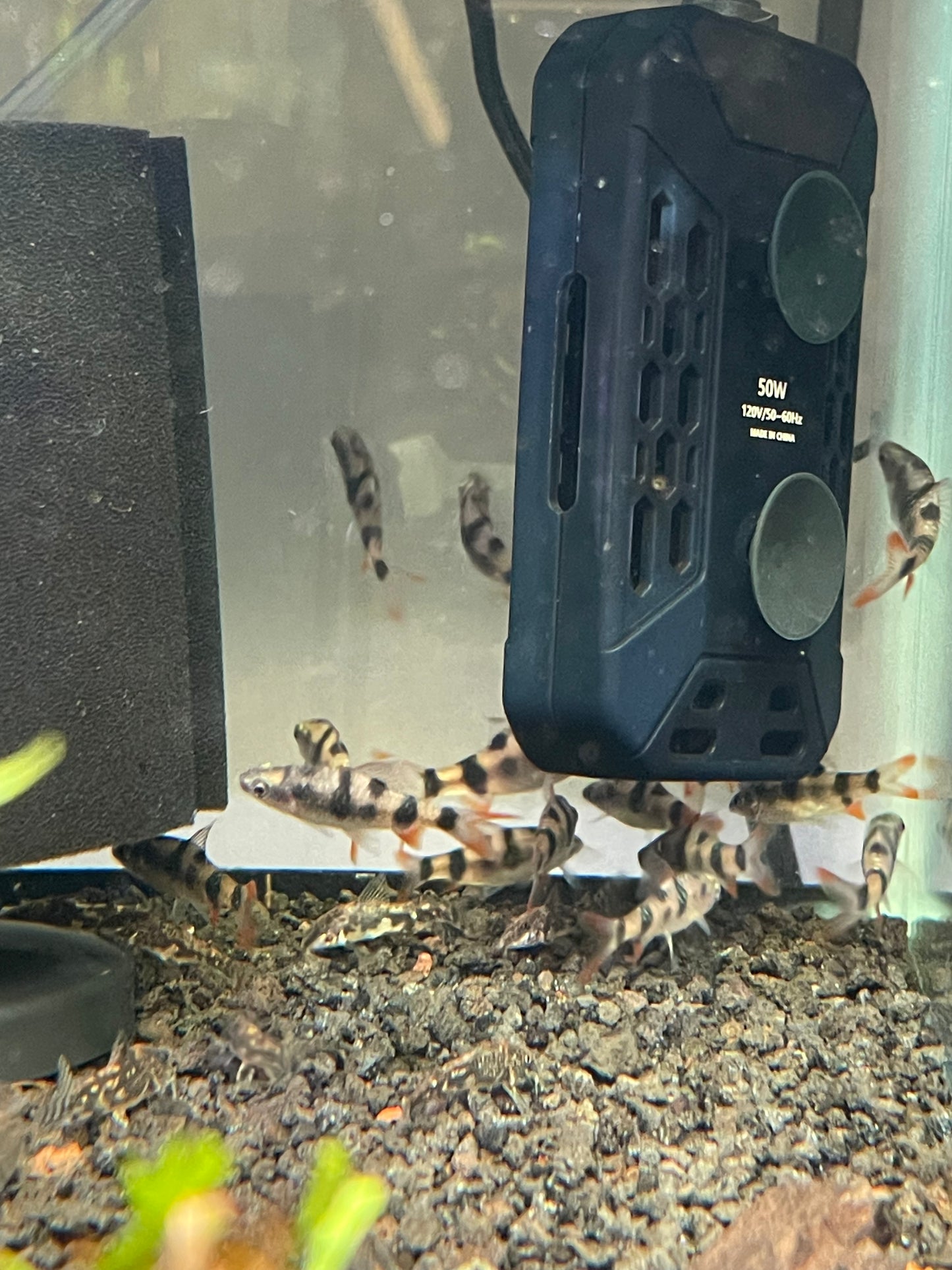 Leopard Barb