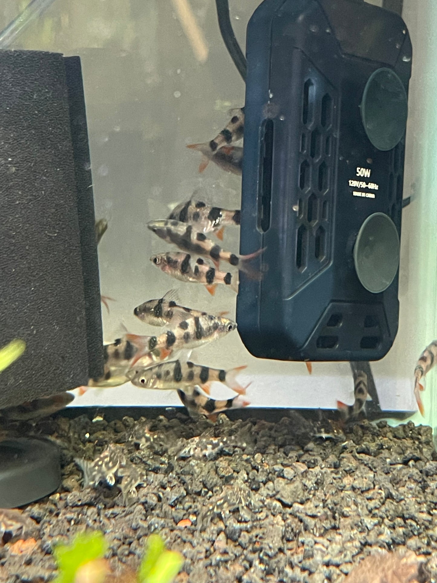 Leopard Barb
