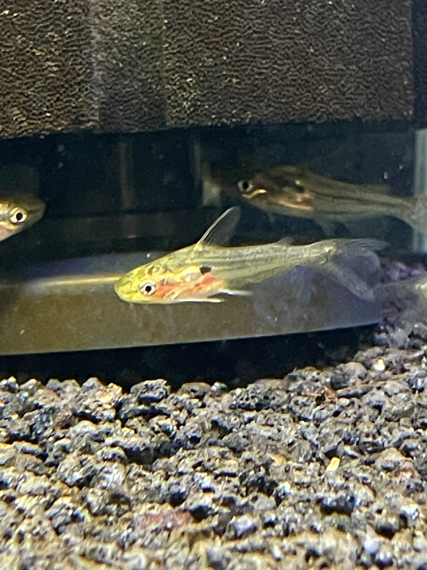 Gold Hovering Catfish
Rama chandramara
