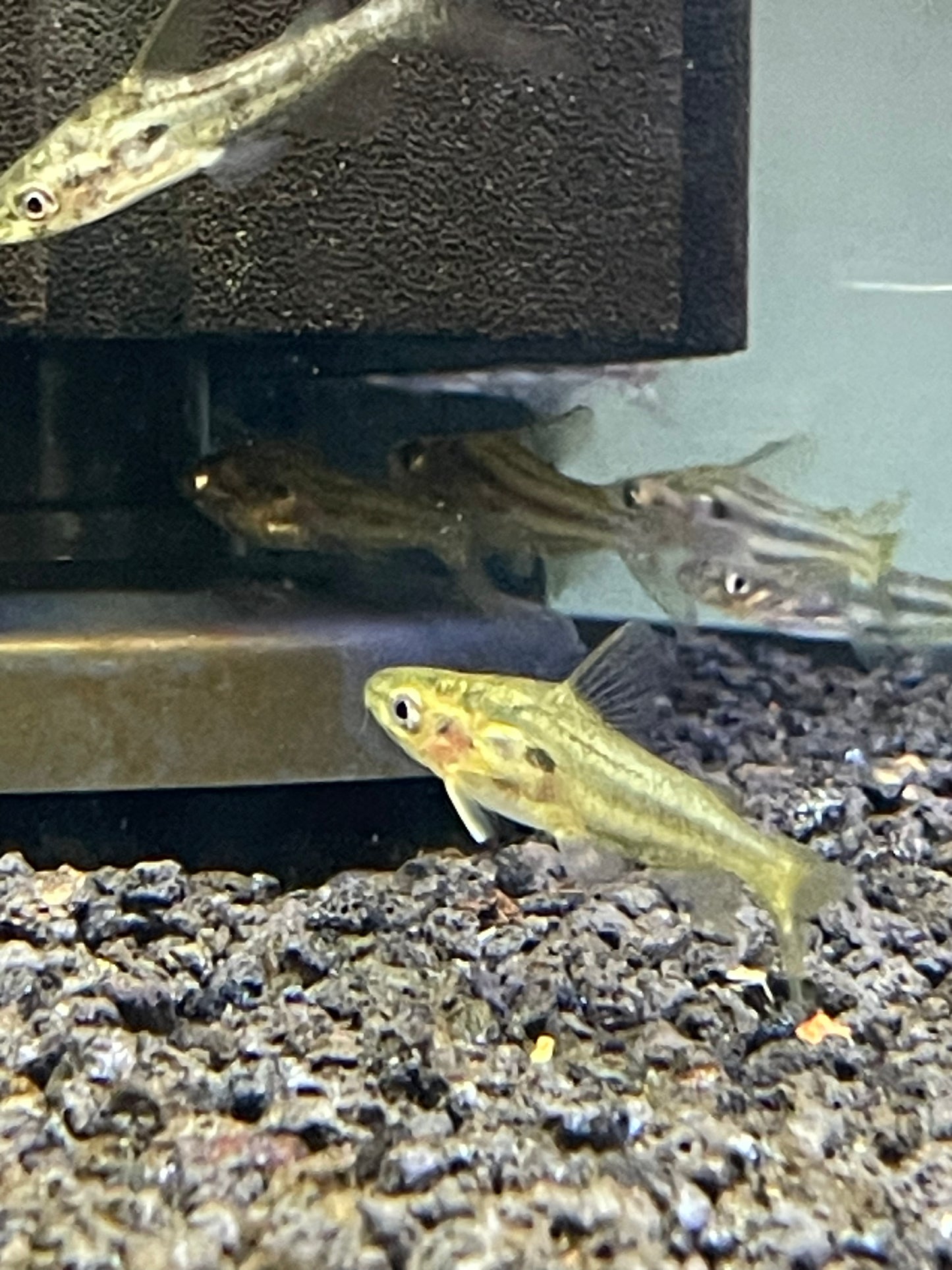 Gold Hovering Catfish
Rama chandramara