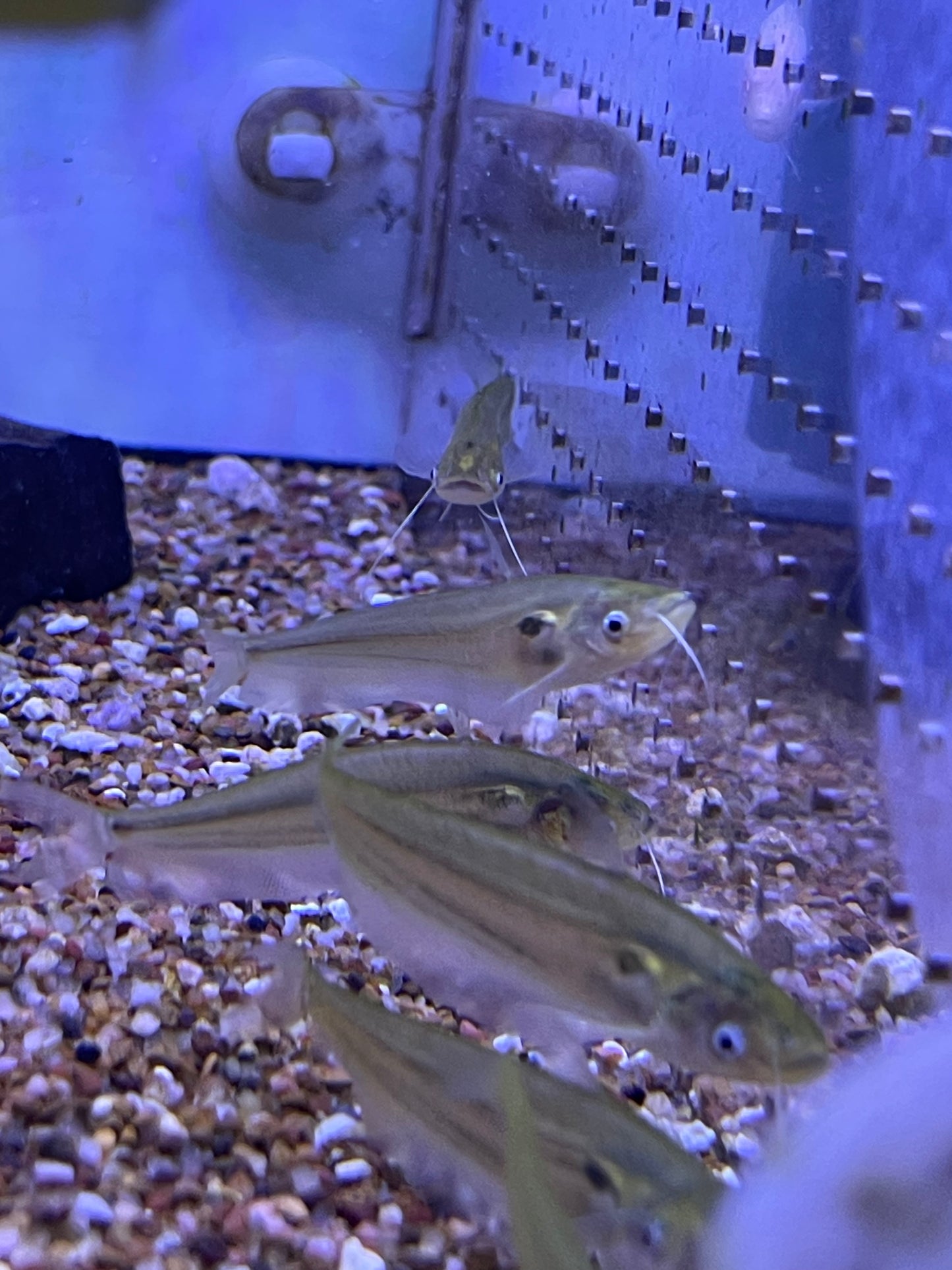 Ompok bimaculatus