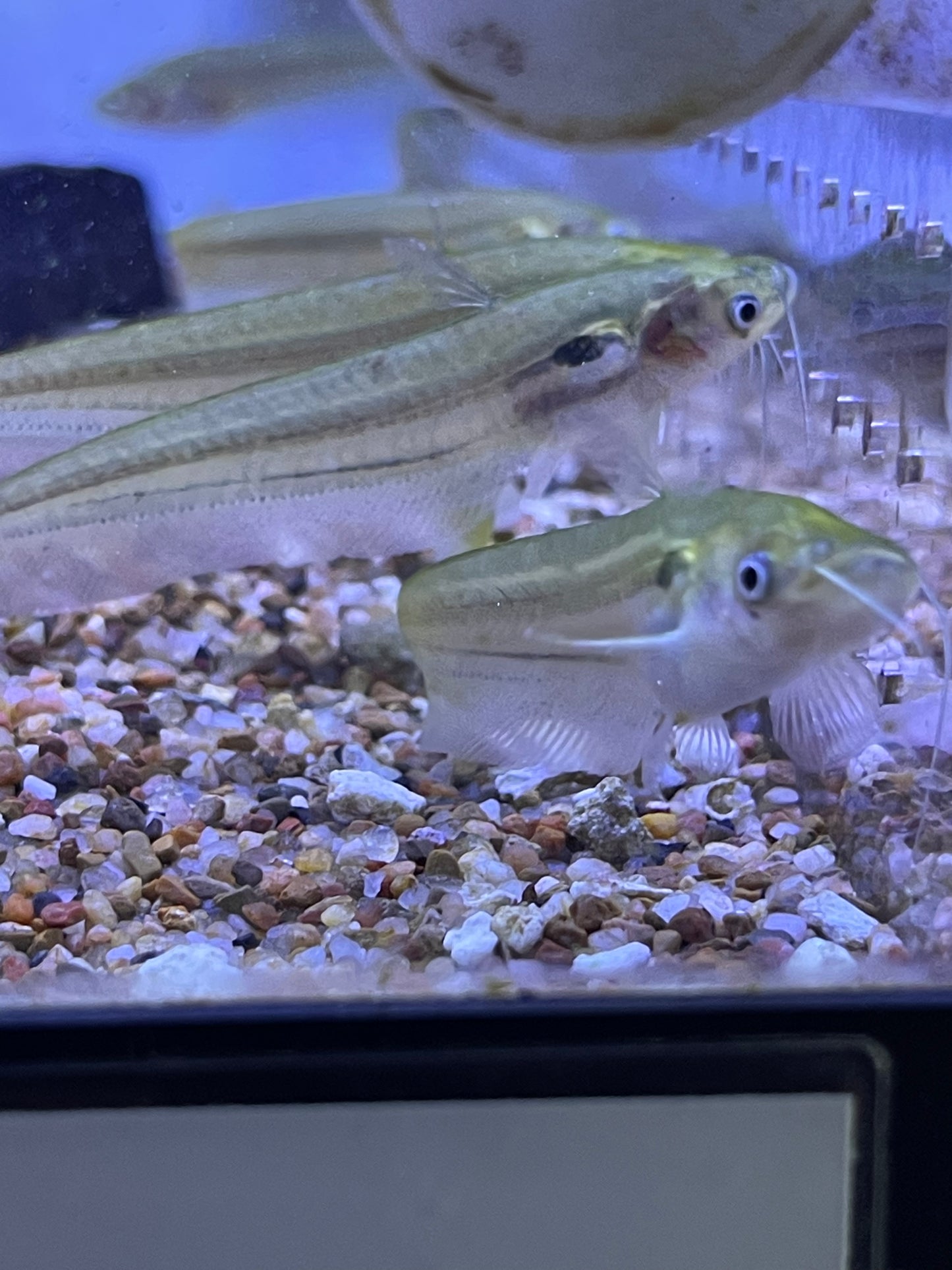Ompok bimaculatus