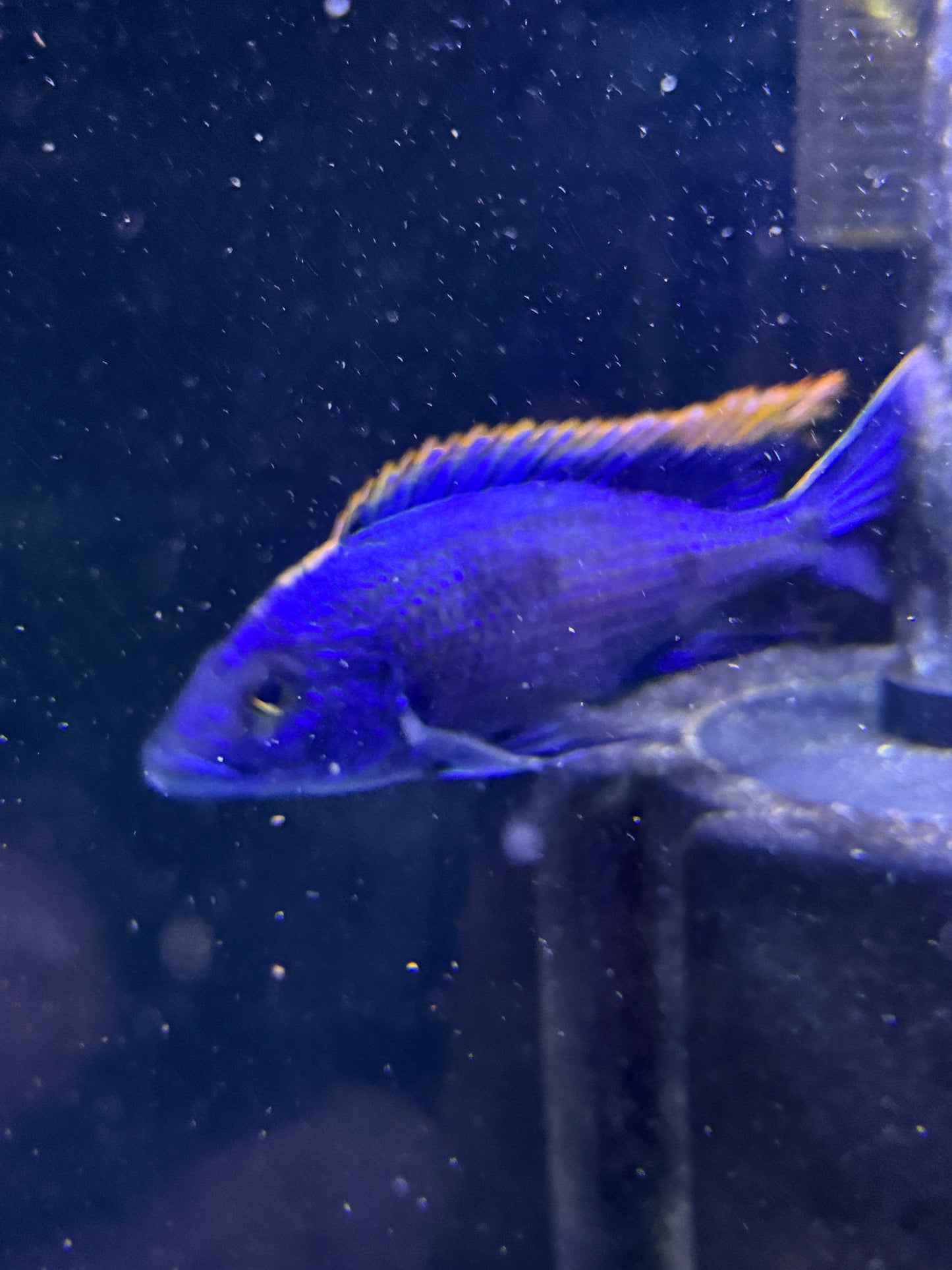Red Top Aristochromis Lithobates Otopharynx lithobates